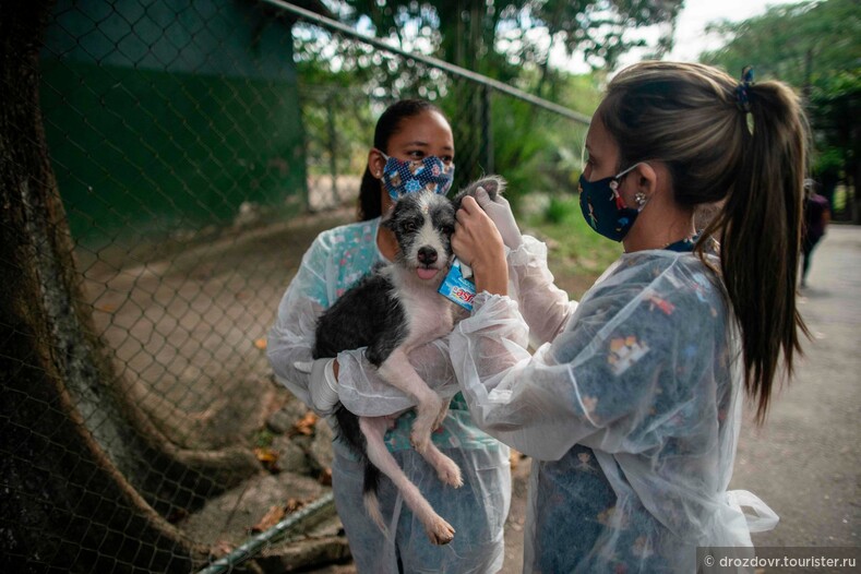 Бразильский приют организовал бесплатную доставку животных и прославился на весь мир (фото)