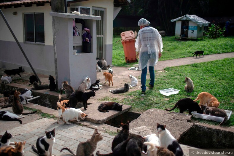 Бразильский приют организовал бесплатную доставку животных и прославился на весь мир (фото)