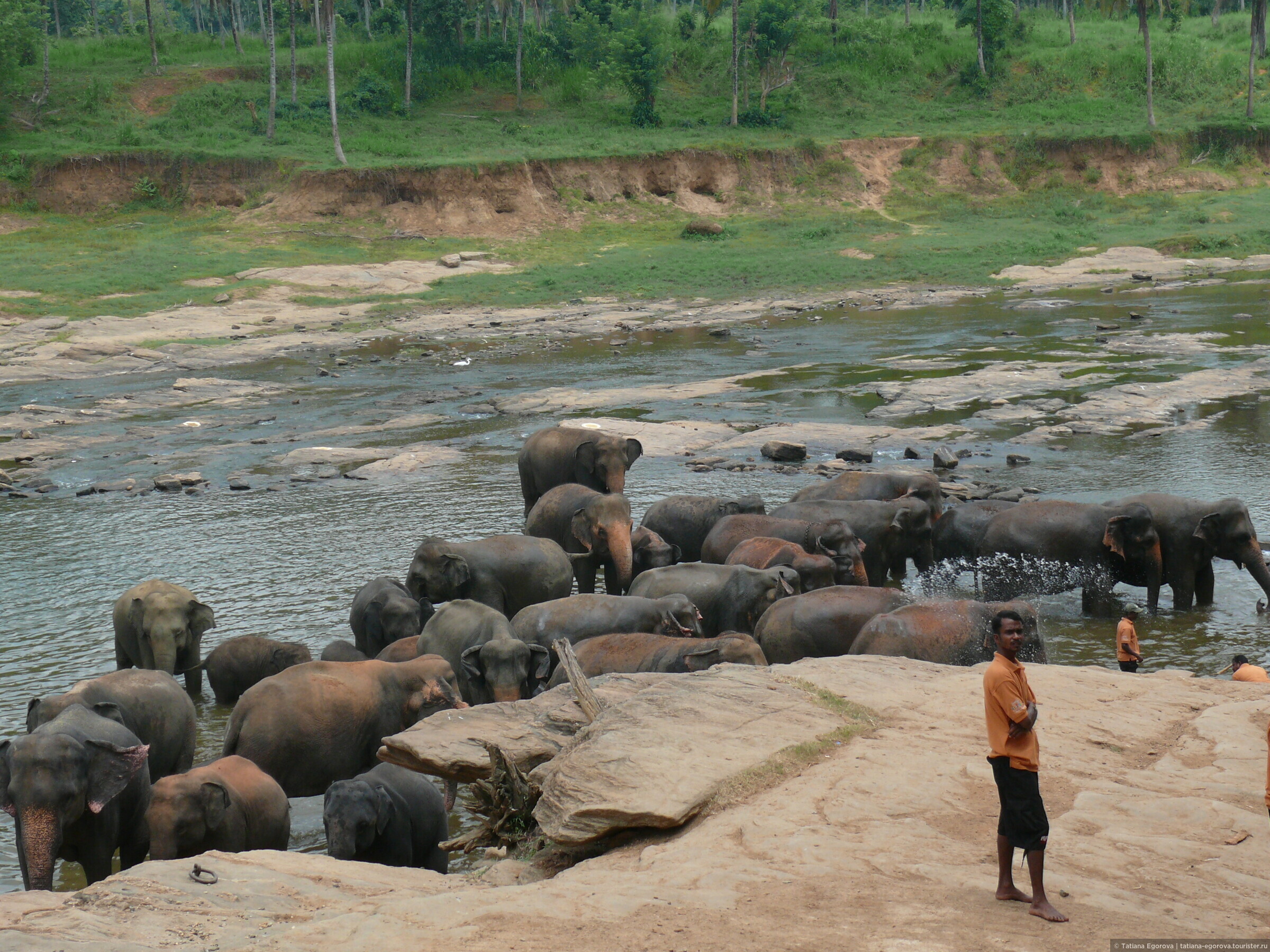 Погода шри ланка по месяцам и температура. Зоопарк Пиннавела Шри Ланка. Шри Ланка слон Пиннавела. Приют для слонов Пиннавела. Слон на Шри Ланке.