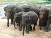 Грустные слоны Пиннавела