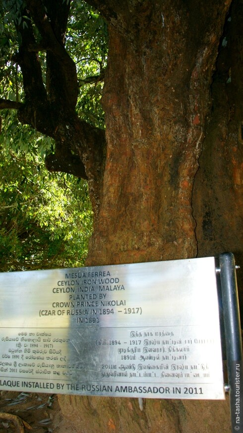 дерево посадил Николай II