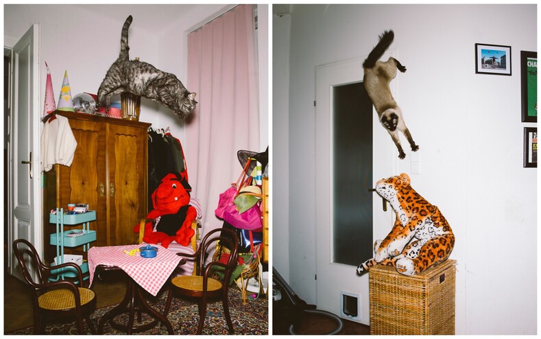 12 фото летающих котов: тот момент, когда охота на вас открыта, а вы даже не успели осознать это