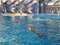 Развлечения в Сочи: аквапарки, аттракционы, дельфинарии