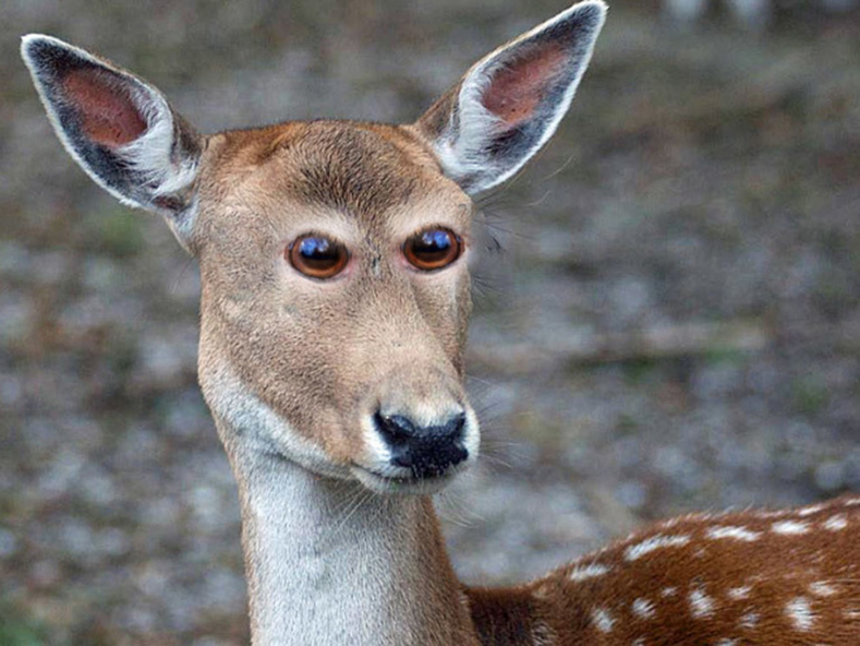 Фото: как будут выглядеть животные с глазами не по бокам, а спереди, как у человека (сюрреалистичные и смешные снимки)