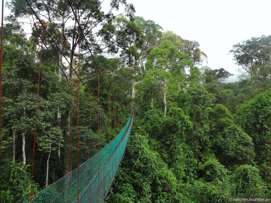 Весь покрытый зеленью, абсолютно весь Борнео 