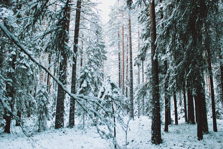 Заснеженный лес Карелии