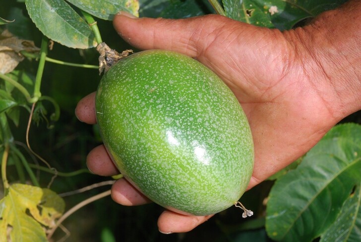 Размер плода