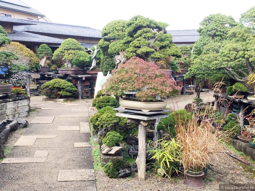 2-ой день в Японии. Деревня Омия, музей бонсай, сад Рикугиэн и Токийская телебашня
