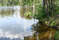 Щучье озеро в Комарово