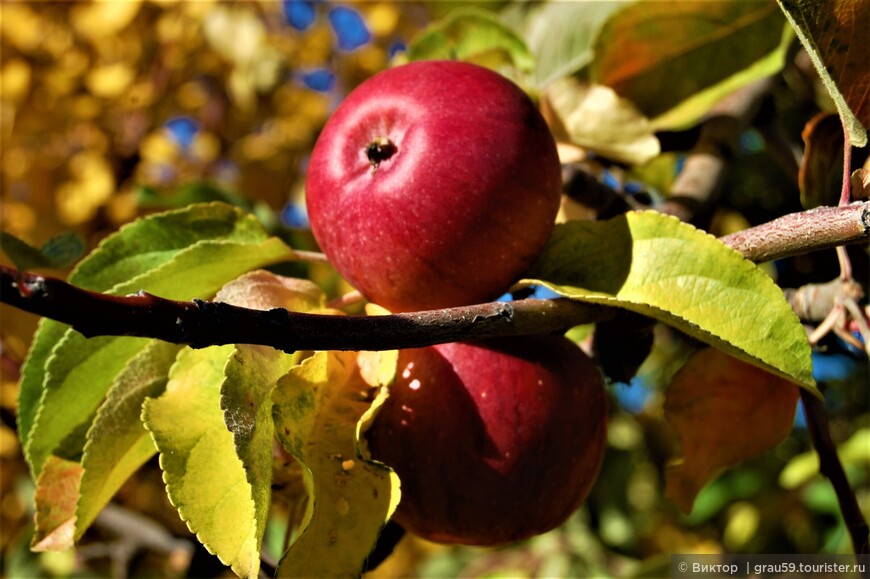 Хвальбуны яблочного края 