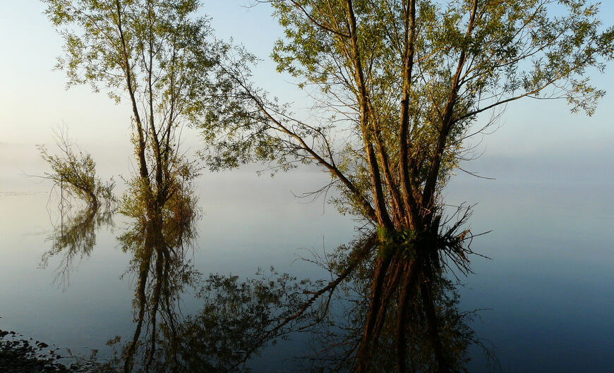 Деревья в озере