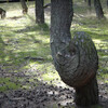 нотный знак-  дерево в Танцующем лесу.