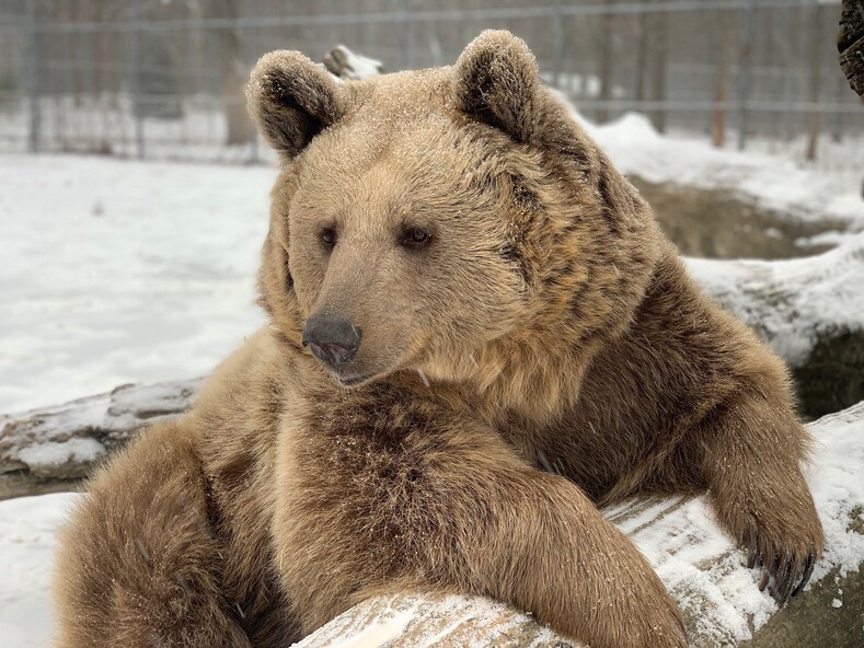 Жизнь с медведями: семья спасает осиротевших медвежат и относится к ним, как к своим детям
