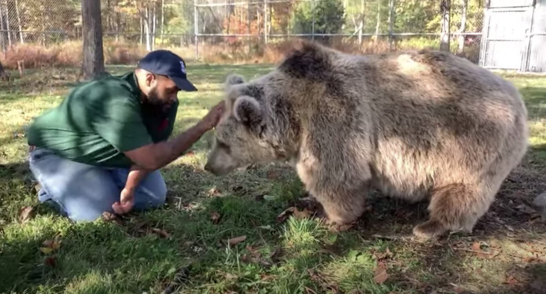 Жизнь с медведями: семья спасает осиротевших медвежат и относится к ним, как к своим детям