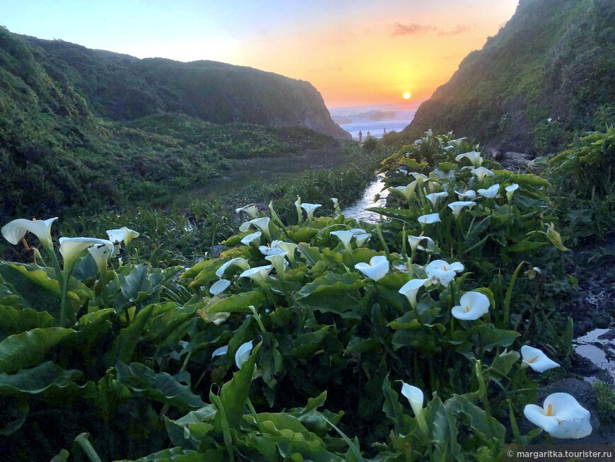 Долина калл (Calla Lilly Valley) Калифорния