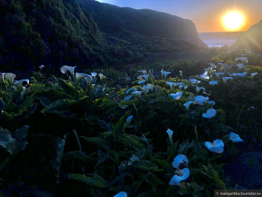 Долина калл (Calla Lilly Valley) Калифорния