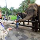 Парк слонов на Бали