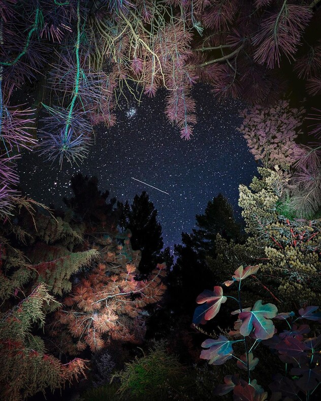 Тот случай, когда камеру берет в руки нейробиолог: фантастические снимки ночного леса, заставляющие посмотреть на мир под другим углом