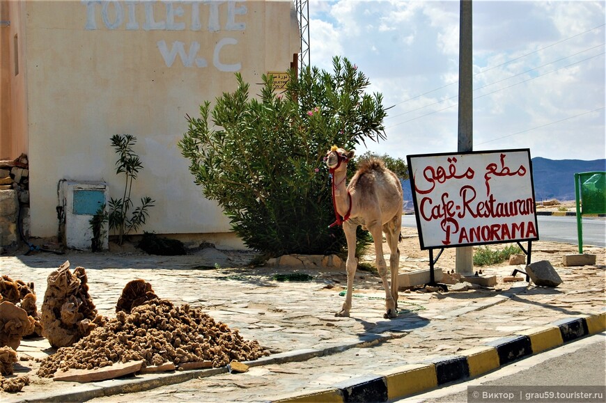 Верблюжий антураж Туниса 