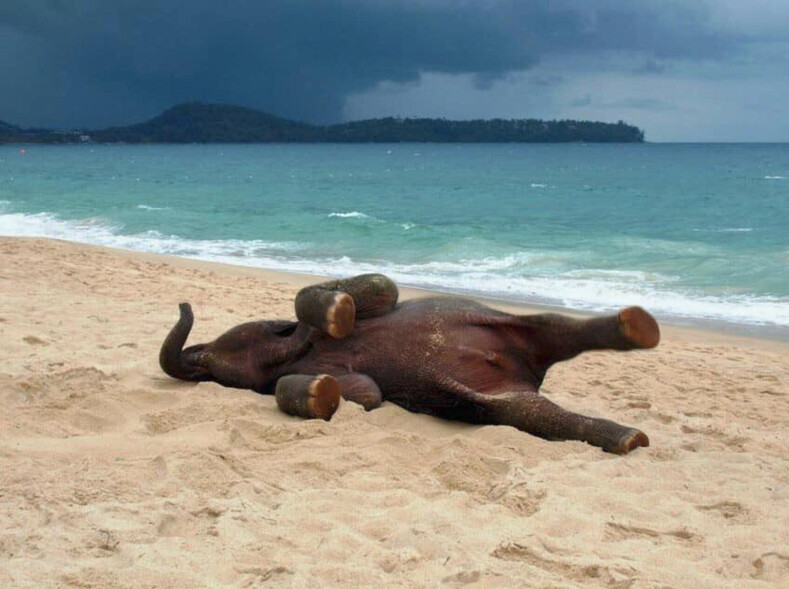 Эти фото сделают ваш день: слоненок, который очень любит пляж и море, развеселил пользователей Сети своим поведением