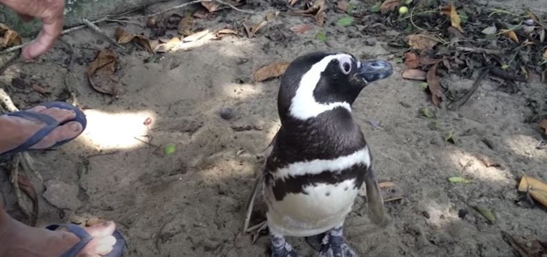 Рыбак спас пингвина от голодной смерти: птица проплывает по 8 тыс. километров, чтобы вновь встретиться со своим другом