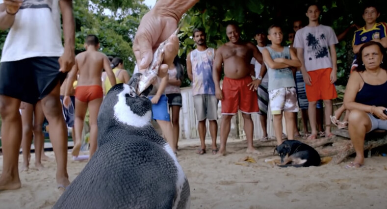 Рыбак спас пингвина от голодной смерти: птица проплывает по 8 тыс. километров, чтобы вновь встретиться со своим другом
