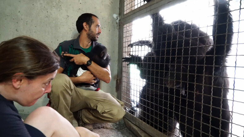 Мягкая игрушка временно заменила брошенному детенышу шимпанзе маму: история спасения малыша и его фото