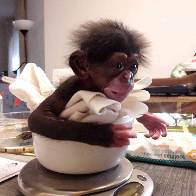 Мягкая игрушка временно заменила брошенному детенышу шимпанзе маму: история спасения малыша и его фото