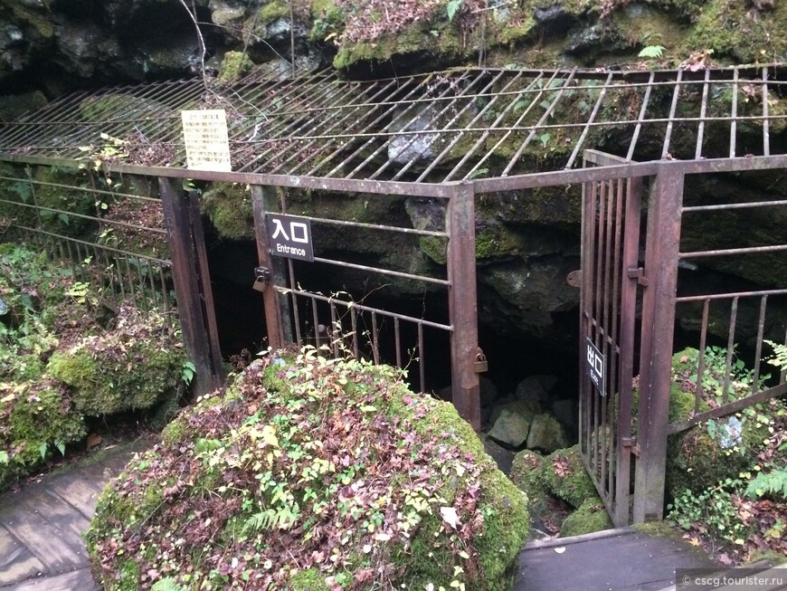 3-ий день в Японии. Фудзи, пещера летучих мышей и Аокигахара