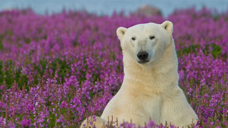 Фотограф снял, как полярные медведи резвятся в цветочном поле (эти снимки сделают ваш день)