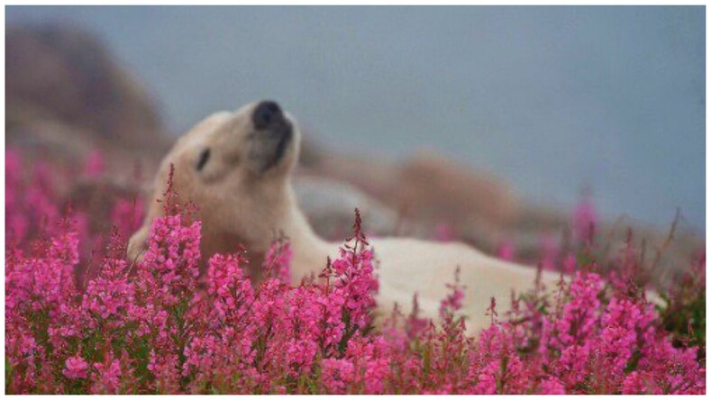 Фотограф снял, как полярные медведи резвятся в цветочном поле (эти снимки сделают ваш день)