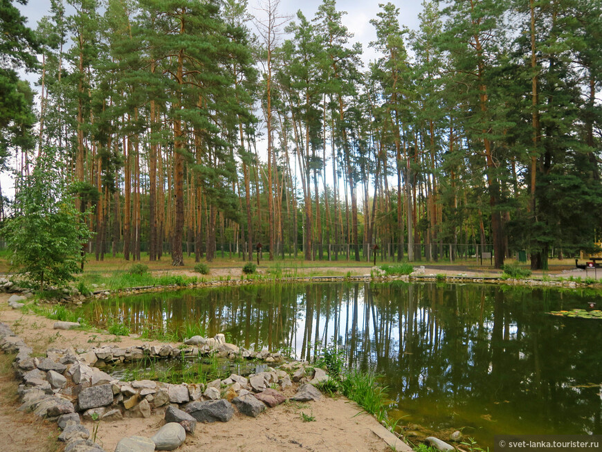 В мире природы. Лесные прогулки по Воронежскому заповеднику