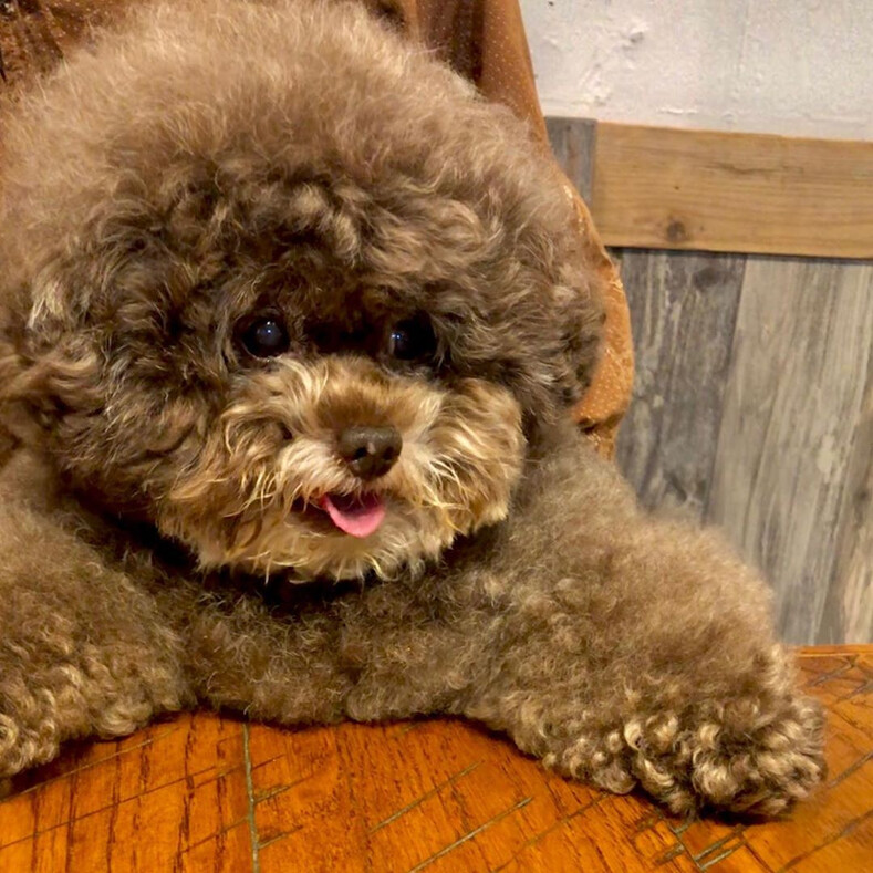 Плюшевый пес, похожий на персонажа «Звездных войн», своими фото покорил сердца миллионов пользователей Сети