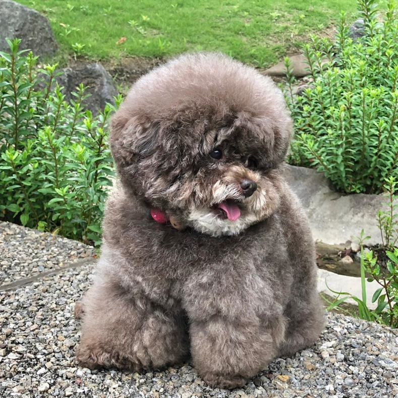 Плюшевый пес, похожий на персонажа «Звездных войн», своими фото покорил сердца миллионов пользователей Сети
