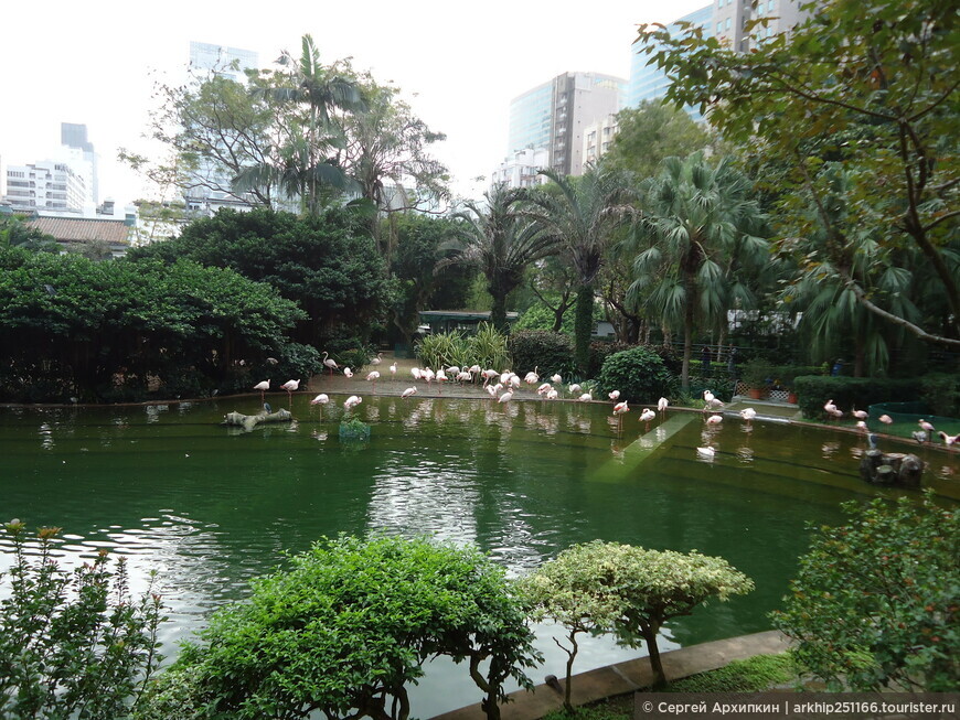 Коулун-парк с фламинго — в самом центре Гонконга