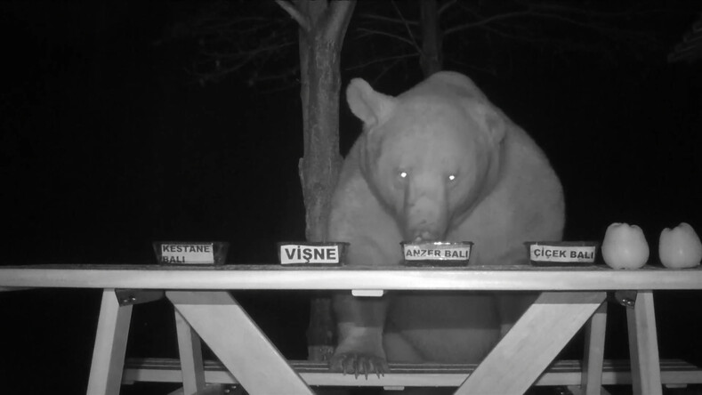Фермер едва не разорился из-за медведей, которые громили его пасеку: мужчина нашел выход — установил камеры и превратил ночной погром в дегустацию
