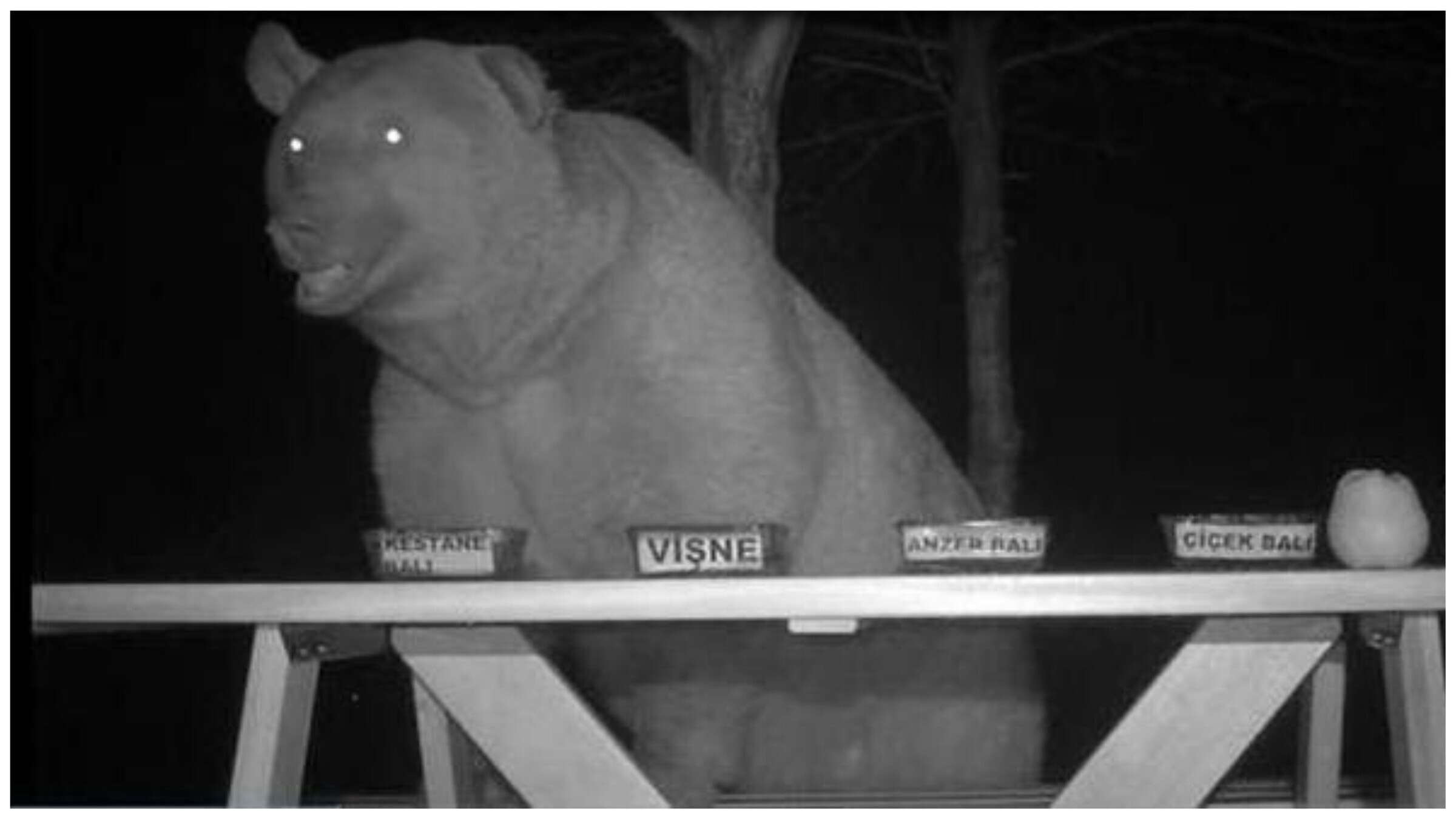 Украсть медведя. Медведь ворует мед. Медведь жадничает мед. Медведь жадный фото.