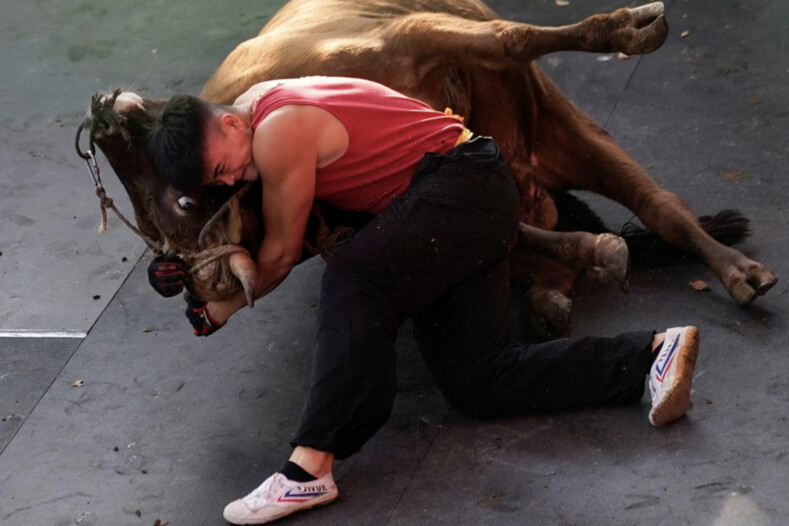 Китайская коррида: мастера восточных единоборств пытаются повалить разъяренных быков на землю