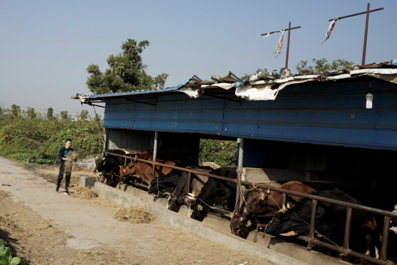 Китайская коррида: мастера восточных единоборств пытаются повалить разъяренных быков на землю