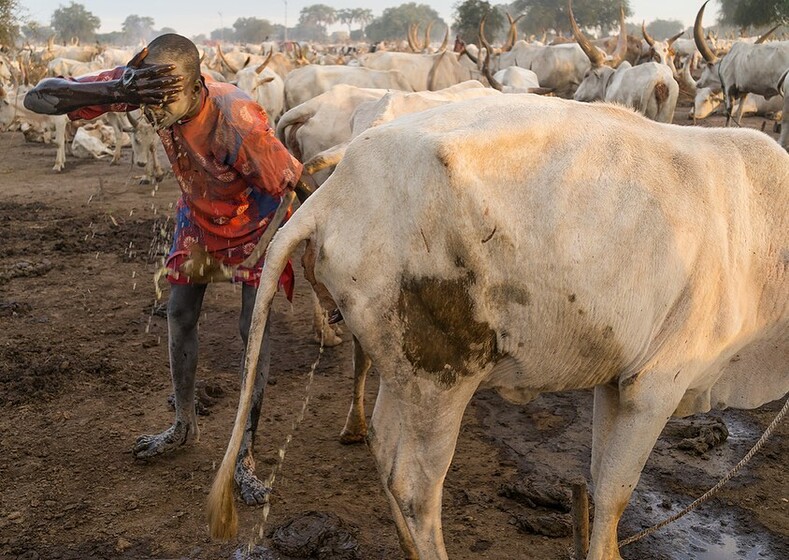 Правила жизни пастуха мундари: посыпать голову пеплом и использовать абсолютно все, что дает корова