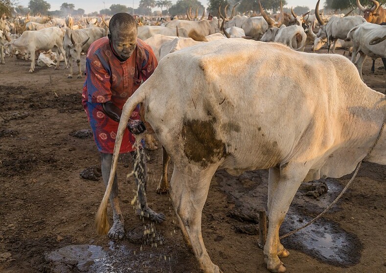 Правила жизни пастуха мундари: посыпать голову пеплом и использовать абсолютно все, что дает корова