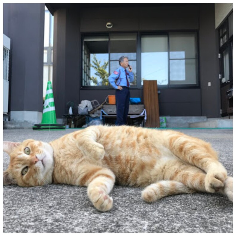Два кота 4 года пытаются пробраться в музей, но им мешают охранники (тысячи пользователей следят за этим милым противостоянием и всей душой «болеют» за котов)