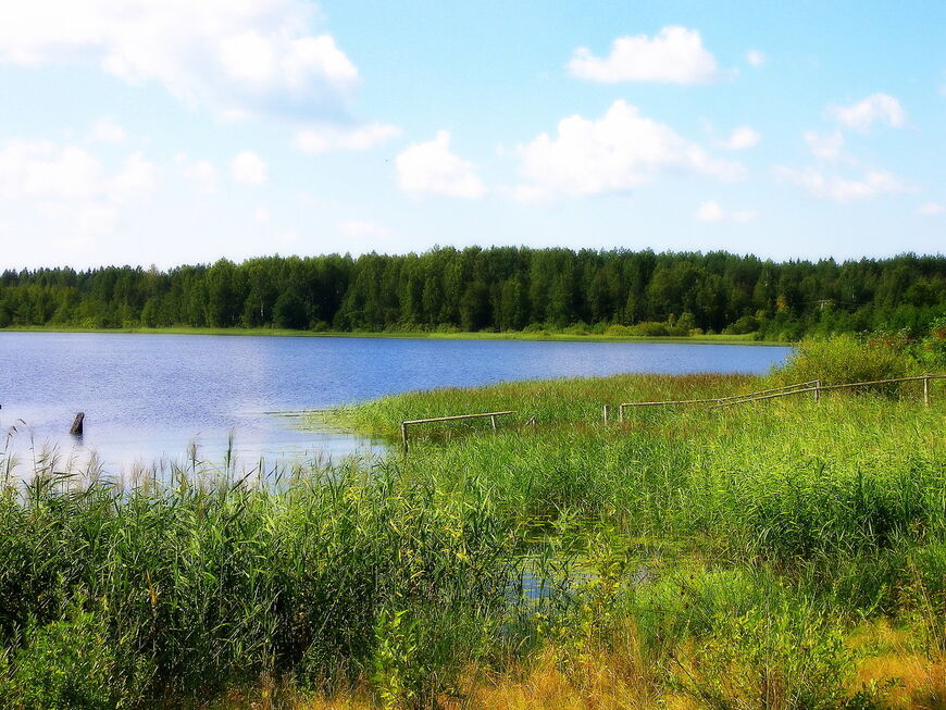 Озеро Заозерье в Новгородской области