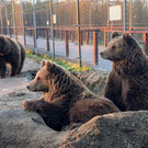 Парк медведей «Медвежий дом»