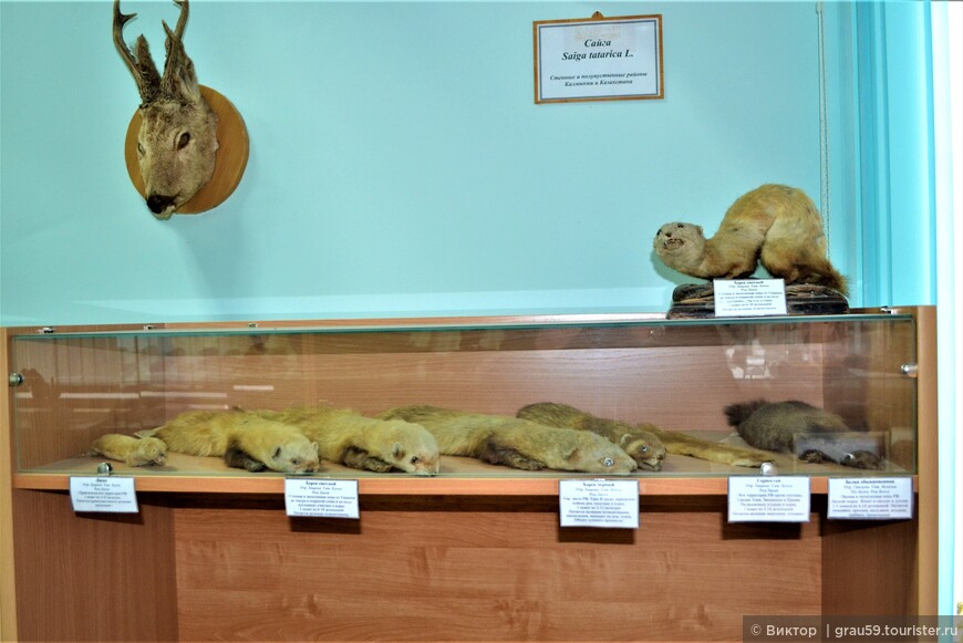 Зооэнтомологический музей