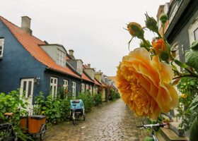 Møllestien - очень живописная уютная улочка со старыми красочными домиками. И под каждым окном обязательно большие кусты роз.