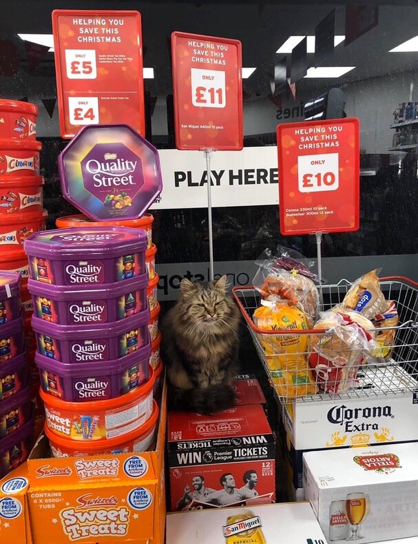 Коты из «магазинчика у дома»: колоритная особенность Нью-Йорка, о которой мало кто знает