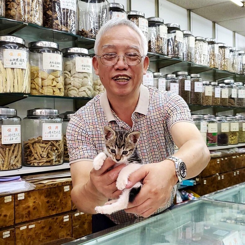 Коты из «магазинчика у дома»: колоритная особенность Нью-Йорка, о которой мало кто знает