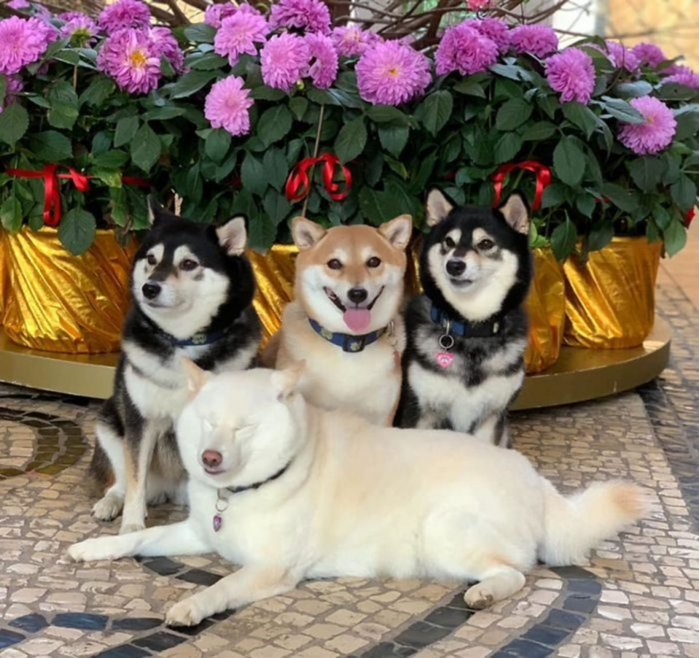 Собака, которая постоянно портит семейные снимки (и это никак не исправить): смешные фото, прославившие «вредину» на весь мир