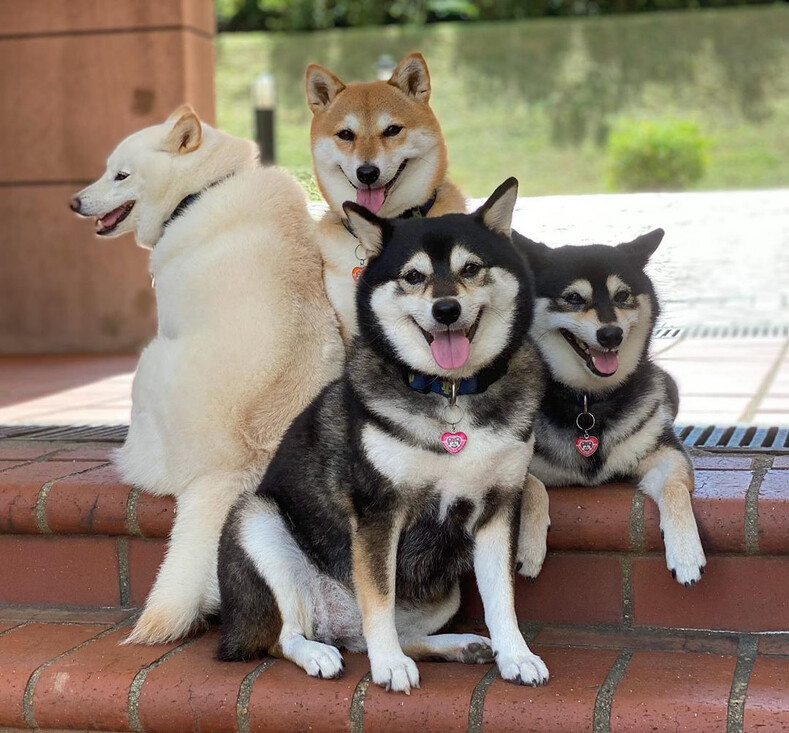 Собака, которая постоянно портит семейные снимки (и это никак не исправить): смешные фото, прославившие «вредину» на весь мир